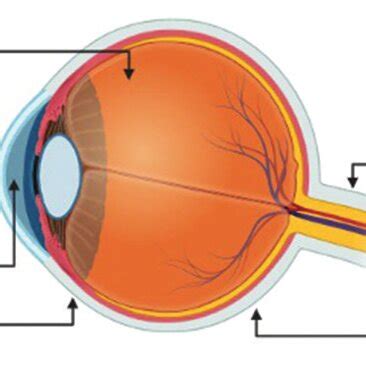 Schematic Representation Of The Routes Of Administration For Ocular