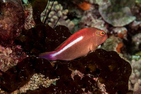 Arc Eye Hawkfish - Facts and Photographs | Seaunseen