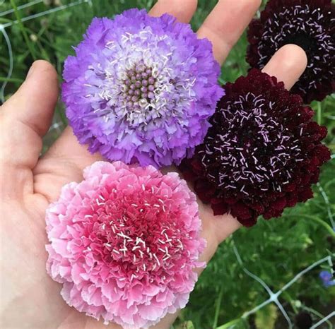 Fun And Grow Seeds Mmf Seeds Pincushion Flower Mix Scabiosa Annual