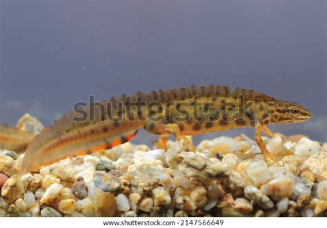 398 Triturus Vulgaris Images, Stock Photos, 3D objects, & Vectors ...