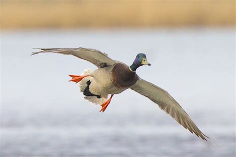 Duck Mallard Flying Free Photo On Pixabay Pixabay