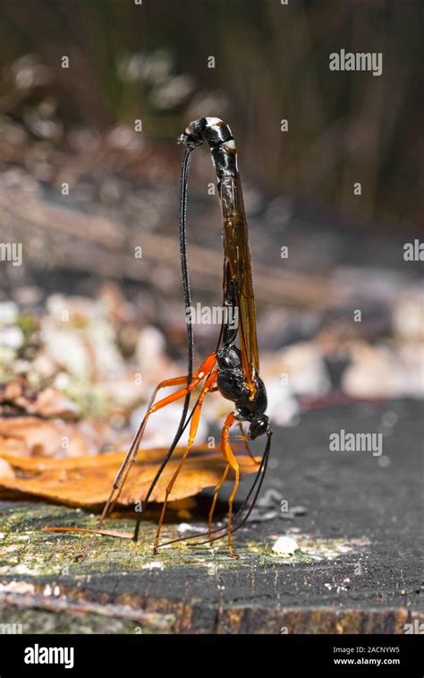 Ichneumon Wasp Female Commander Ichneumon Wasp Dolichomitus Imperator Laying Its Eggs In A