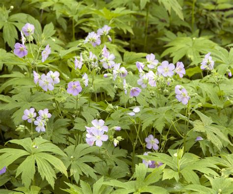 Hardy Geranium Varieties 15 Cranesbills For Every Garden Homes And Gardens