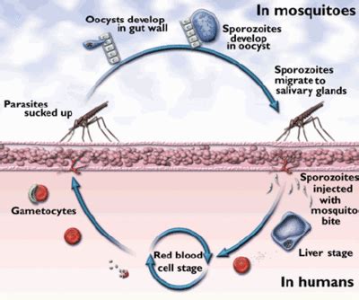 Malaria - Physiopedia