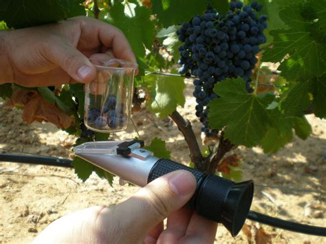 Los Grados Brix En La Agricultura Moderna PortalFruticola