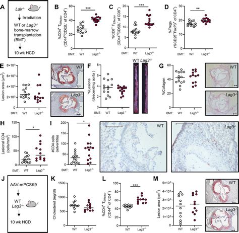 Impact Of Lag3 Deficiency On T Cell Activation And Atherosclerosis