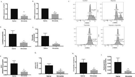 Downregulation Of Hypoxia By Minnelide Affects Metabolic Pathways