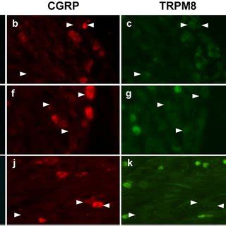 Expression Of TRPM8 And CGRP In Neurons Innervating The Facial Skin