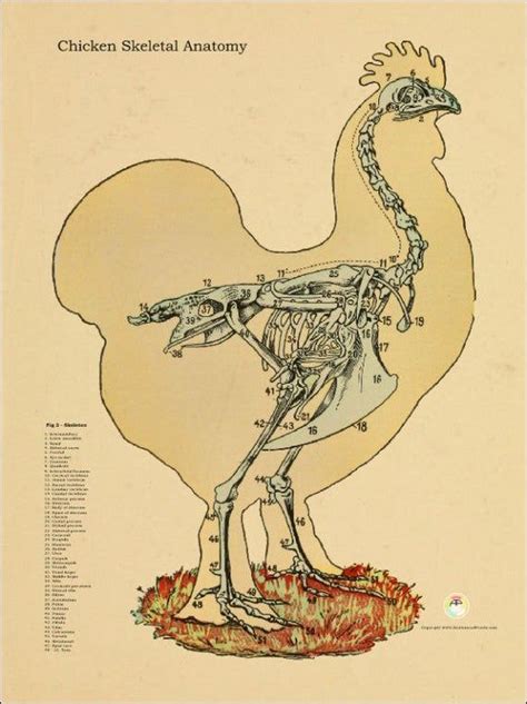 Chicken Skeletal Anatomy Poster 18 X 24 In 2021 Animal Drawings