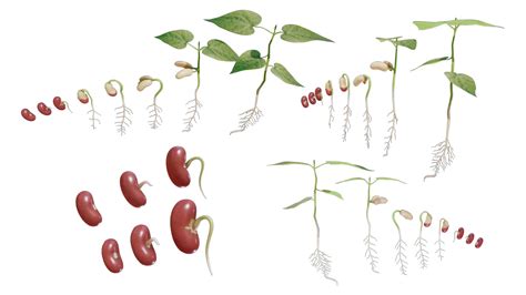 Process Of Seed Germination - FlippedNormals