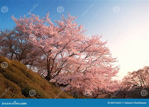 Cherry Blossoms at Kiyomizu-dera, Kyoto, Japan Stock Image - Image of plants, pink: 66916423