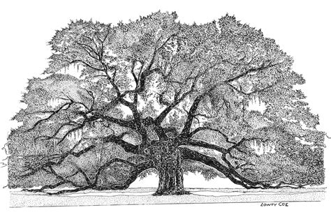 Angel Oak Print - Lowcountry Sketches