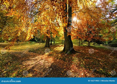 Leuchte Durch Einen Baum Stockbild Bild Von Herbst Sonne 16571905