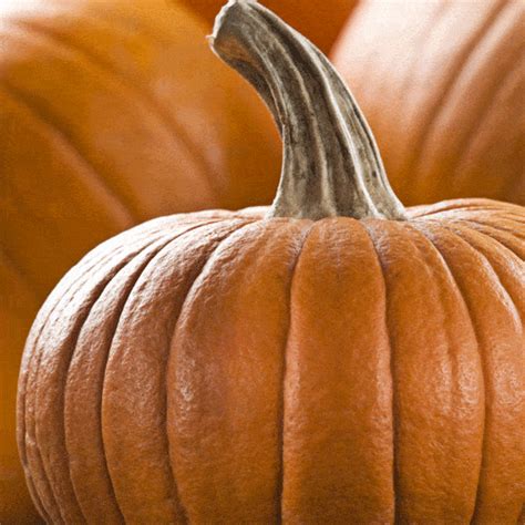 Organic Small Sugar Pumpkin Seeds - Natural Seed Bank