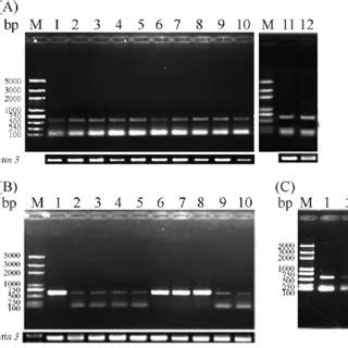 Phylogenetic Tree Of Wolbachia Based On Wsp Gene Sequences The Name Of