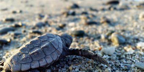 Calabria E Sicilia Nido Ideale Per Le Tartarughe Caretta Caretta