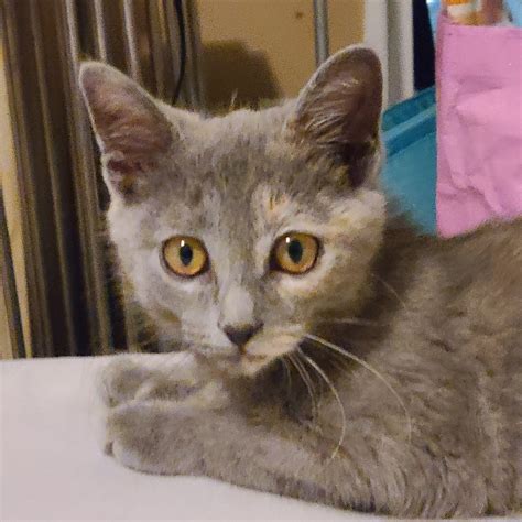 Dilute Calico British Shorthair
