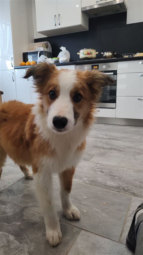 Szczeniaki Border Collie Zubrzyca Dolna Olx Pl