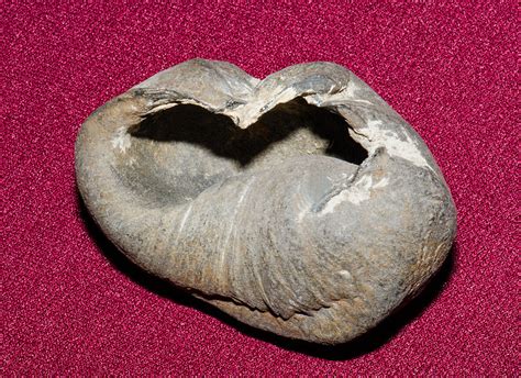 Whale Ear Bone Fossil Photograph By Millard H Sharp Fine Art America