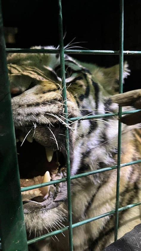 Capturan A Tigre De Bengala Que Deambulaba En Calles De Tlaquepaque