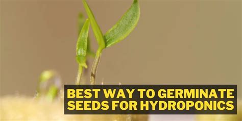 6 Best Ways To Germinate Seeds For Hydroponics