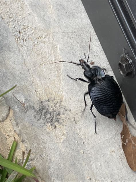 Snail Eating Beetles From Alma Cole Rd Pickensville AL US On October