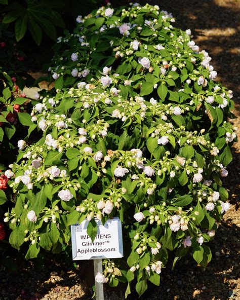 Impatiens Glimmer Appleblossom Truck Crops Trial Garden