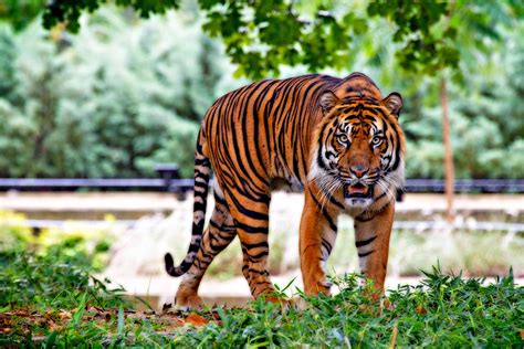 Best Tiger Photos Download The Best Free Best Tiger Stock Photos And Hd