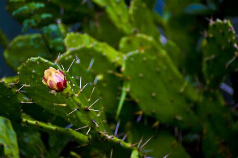 Cactus Cacti Flora Free Photo On Pixabay Pixabay