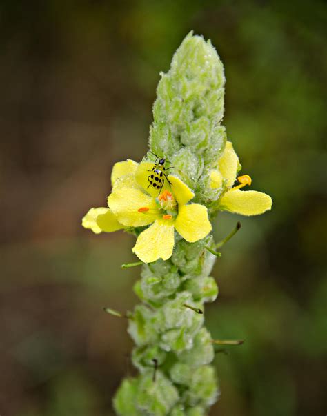 1209 1169 Mullein Plant And Spotted Cucumber Beetle Photograph By