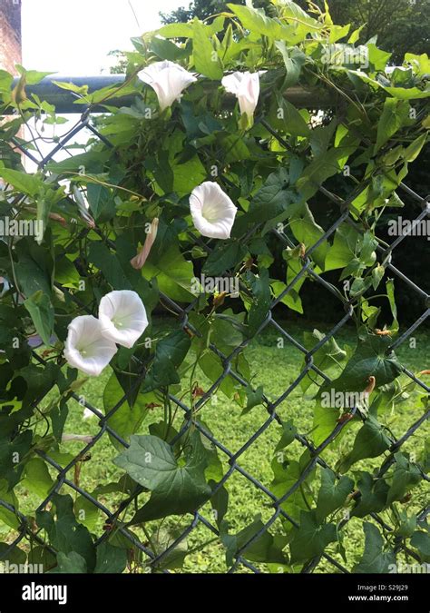 Vine with white flowers climbing up a chain link fence Stock Photo - Alamy