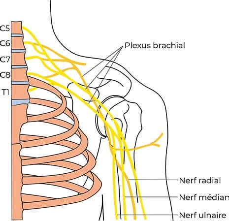 Calmer Sa Névralgie Cervicobrachiale Par Des Exercices D ostéopathe