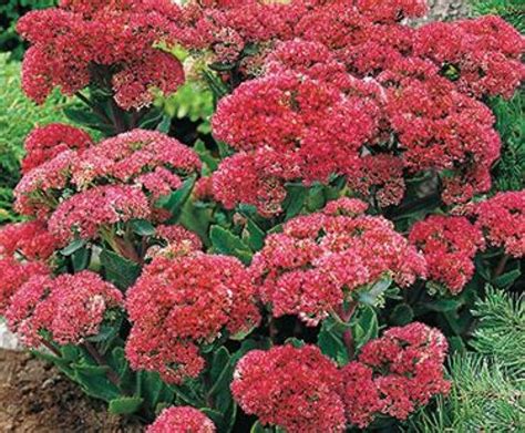 Sedum Telephium Munstead Dark Red New Border Ideas Pinterest