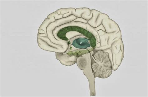 C Mo Funciona El Sistema De Recompensa Del Cerebro