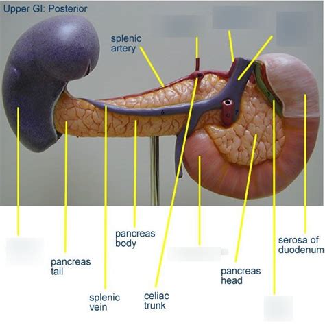 Pancreas Model Posterior Lab Diagram Quizlet