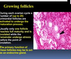 Histology Female Reproductive System Clinical Correlations