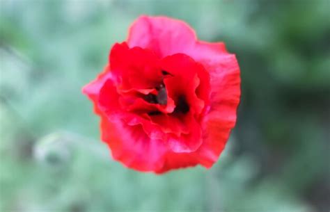 Premium Photo | Red poppy flower