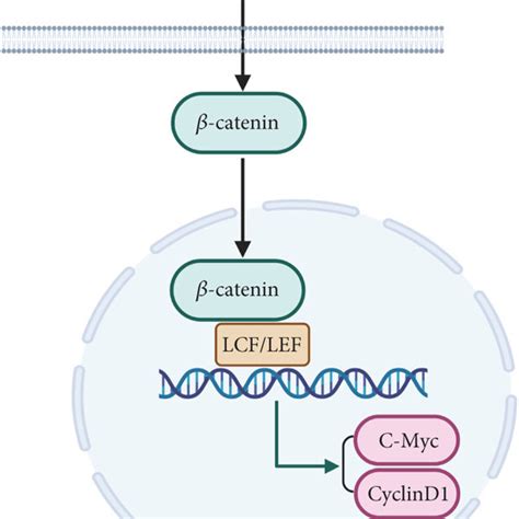 The Wnt β catenin signaling pathway Download Scientific Diagram