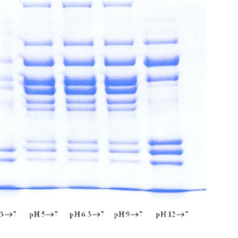 SDS PAGE Patterns 12 5 Of Soluble Sarcoplasmic Proteins After