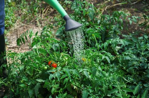 How To Water Tomato Plants For A Large Harvest