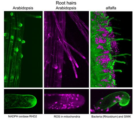 Olomouc scientists have discovered how plants regulate root hair growth ...