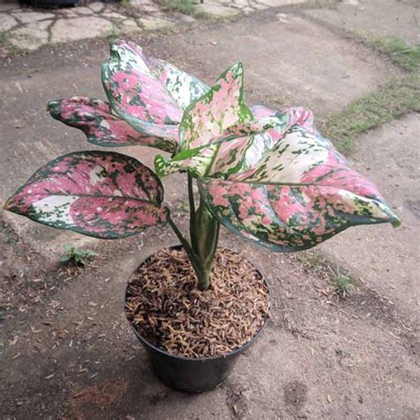 Jual Goldseeds Aglaonema Dud Tricolour Tanaman Hias Di Seller