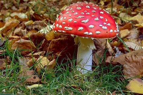 Free Photo Fly Agaric Mushroom Red Fly Agaric Mushroom Forest