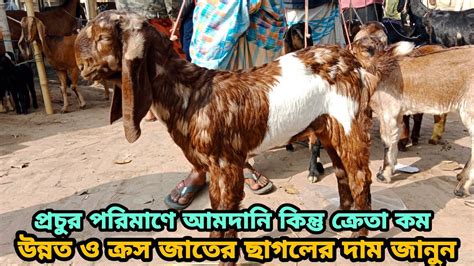 3223 রোজ শুক্রবার।প্রচুর পরিমাণে ক্রস ছাগলের আমদানি কিন্তু ক্রেতা কম।উন্নত ও ক্রস ছাগলের দাম