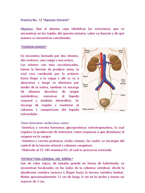 Pdf Practica No Aparato Urinario Dokumen Tips