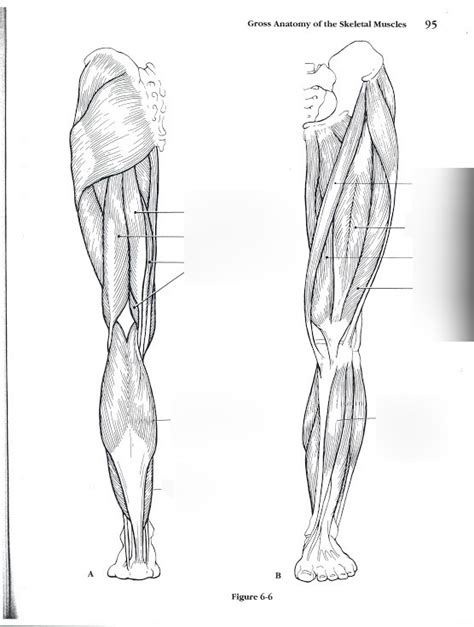 Leg Muscle Diagram Diagram | Quizlet