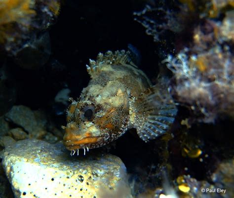 Scorpionfish: The Venomous Marine Fish