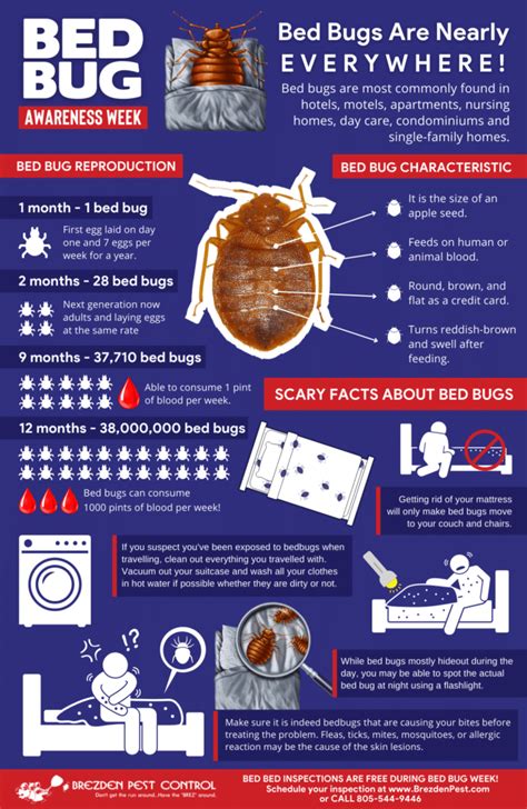 Bed Bug Bites How To Get Rid Of Bed Bugs Infographic Brezden Pest Control