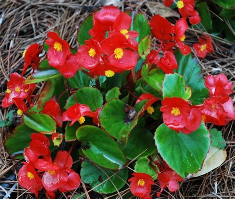 75 Heirloom Wax Begonia Seeds Red Heirloom Begonia