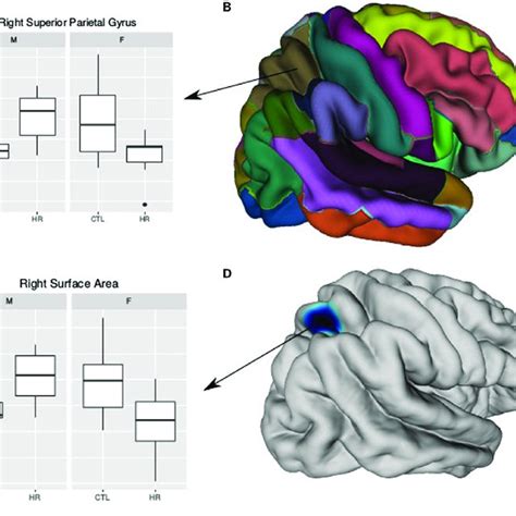 Sex Difference In Total Brain Volume Tbv And Left Amygdala Volume